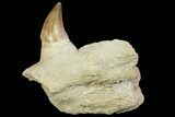 Mosasaur (Prognathodon) Jaw Section With Unerupted Tooth #150161-2